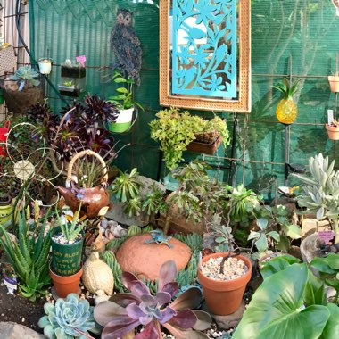 Michelle's garden