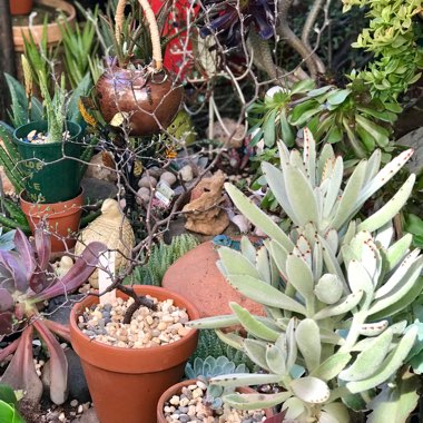 Michelle's garden