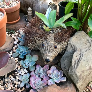Michelle's garden