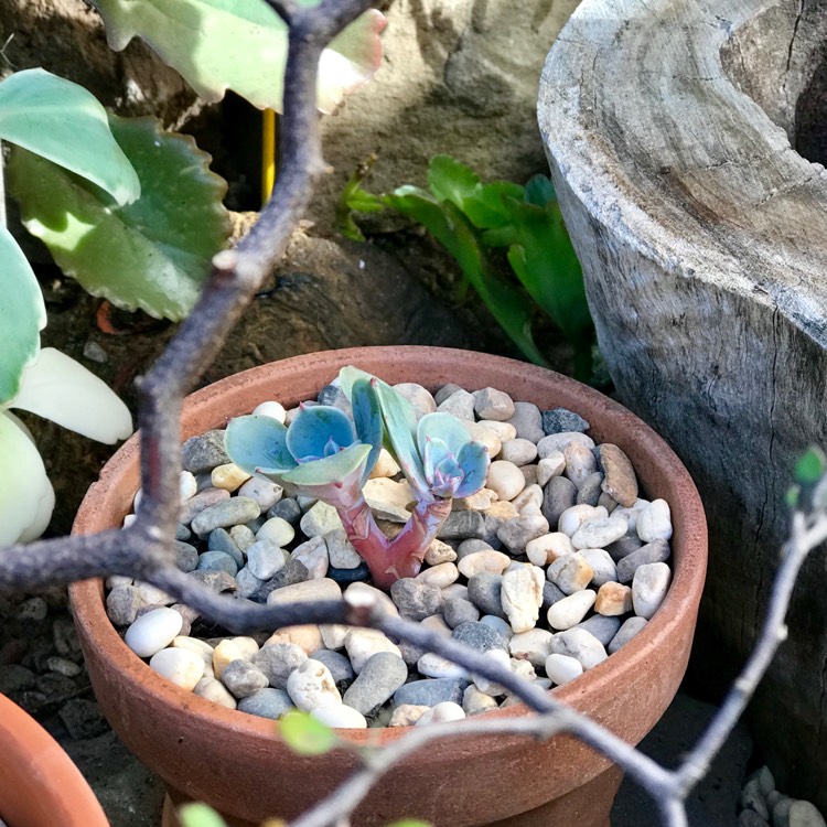plant image 732578