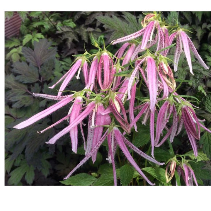 Plant image Campanula 'Pink Octopus'