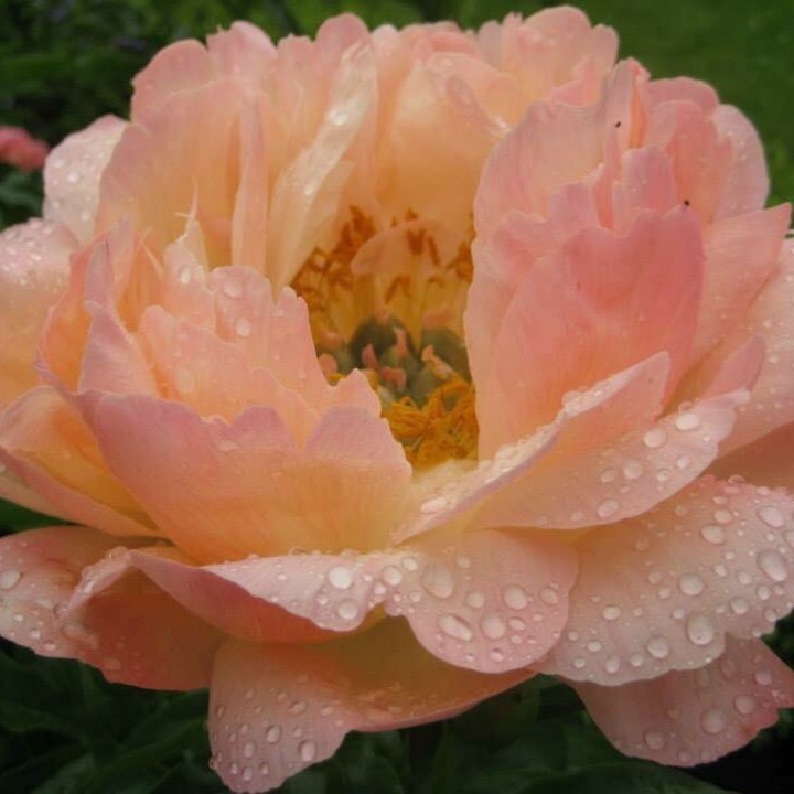 Plant image Paeonia 'Pink Hawaiian Coral'