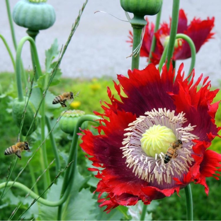 Plant image Papaver somniferum 'Drama Queen'