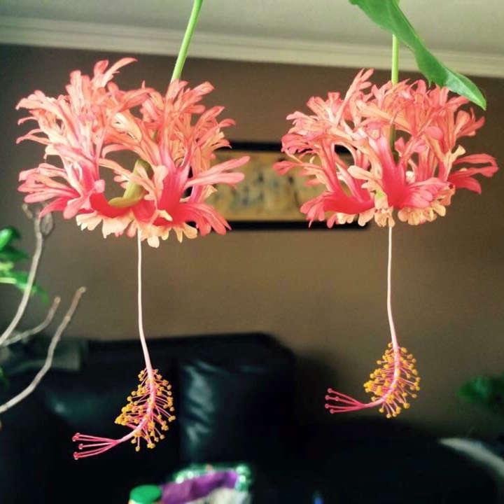 Plant image Hibiscus schizopetalus