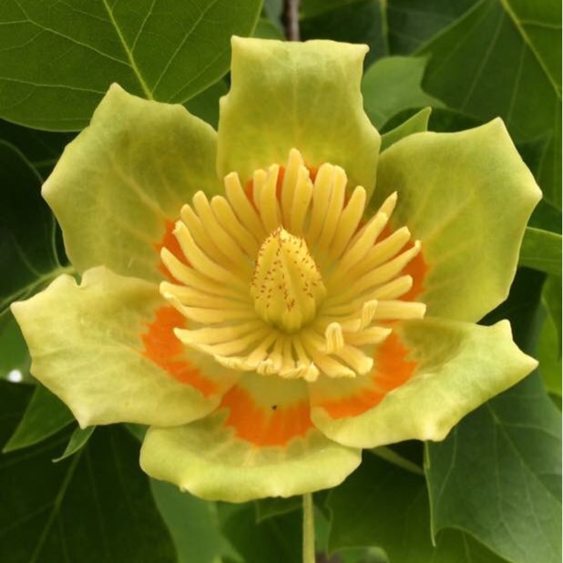 Plant image Liriodendron tulipifera