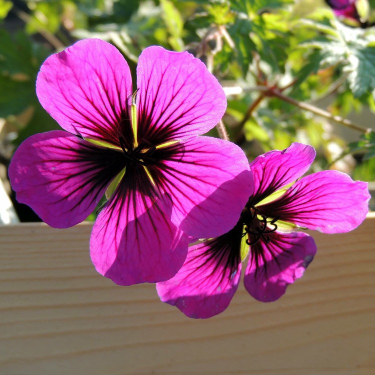 Plant image Geranium 'Dragon Heart'