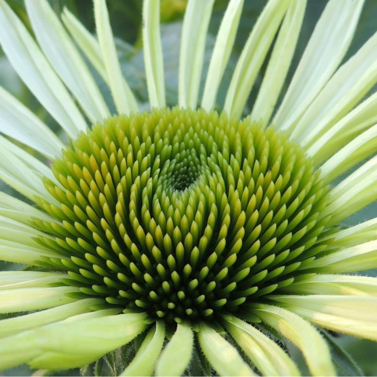 Plant image Echinacea purpurea 'Green Jewel' syn. Echinacea 'Green Jewel'