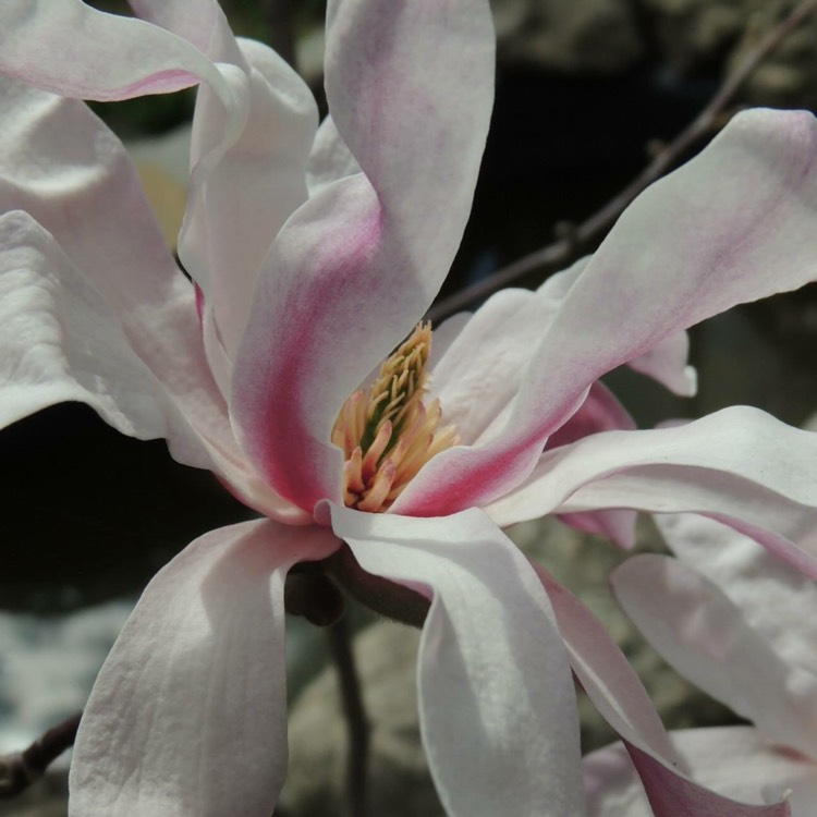 Plant image Magnolia x loebneri 'Leonard Messel'