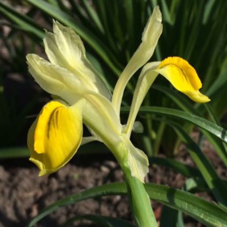 Plant image Iris 'Bucharica'