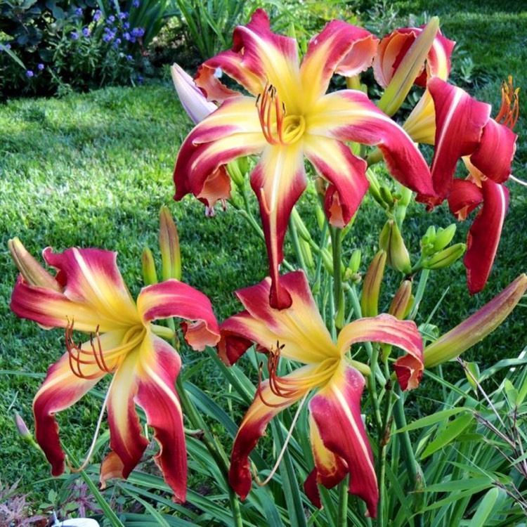 Plant image Hemerocallis 'Thin Man'