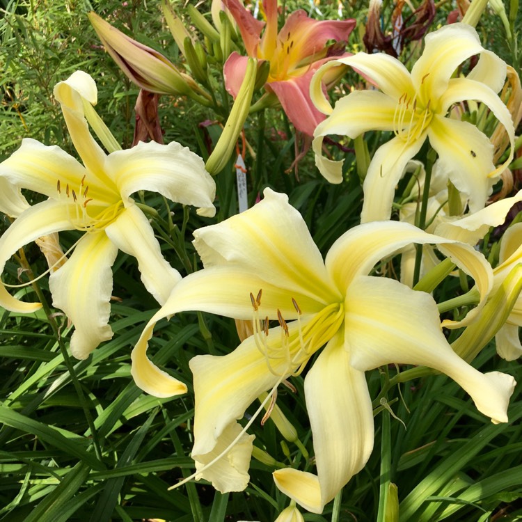 plant image 317261
