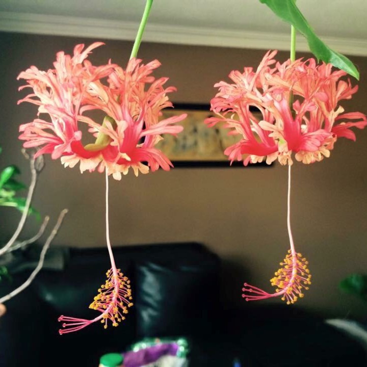 Plant image Hibiscus schizopetalus