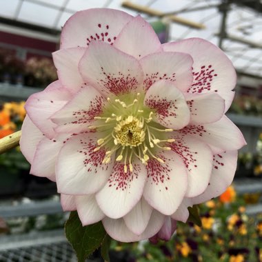Hellebore 'Peppermint Ice'