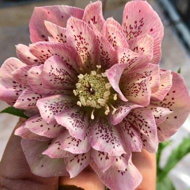 Hellebore 'Flower Girl'