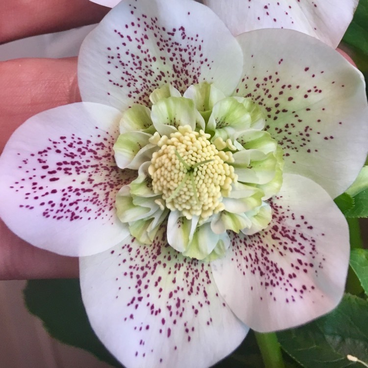 Plant image Helleborus x hybridus 'White Tutu'