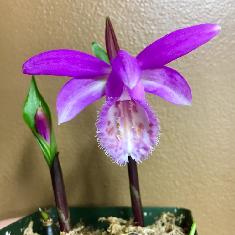 plant image 351652