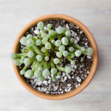 Fenestraria aurantiaca