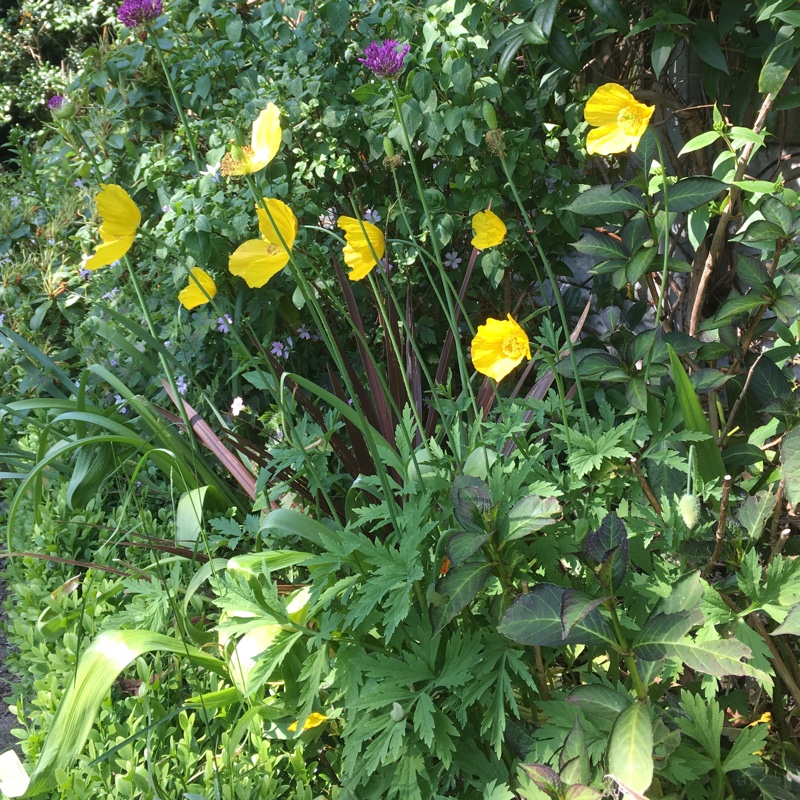 Meconopsis cambrica