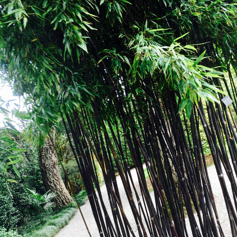 Phyllostachys nigra