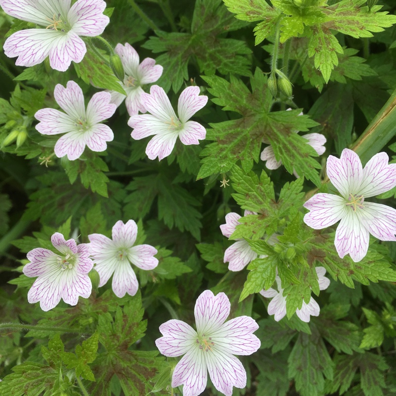 Plant image Geranium x oxonianum 'Katherine Adele'