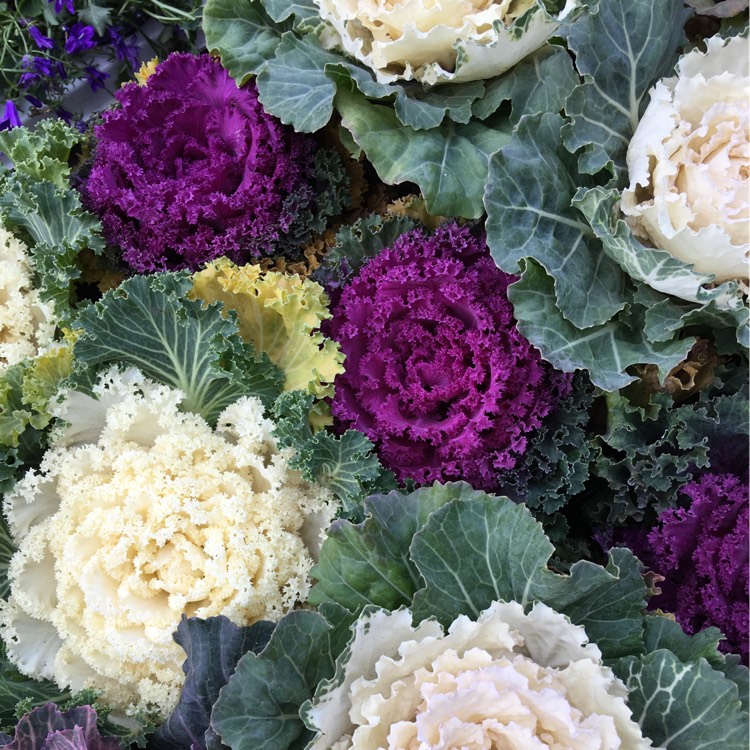Plant image Brassica oleracea