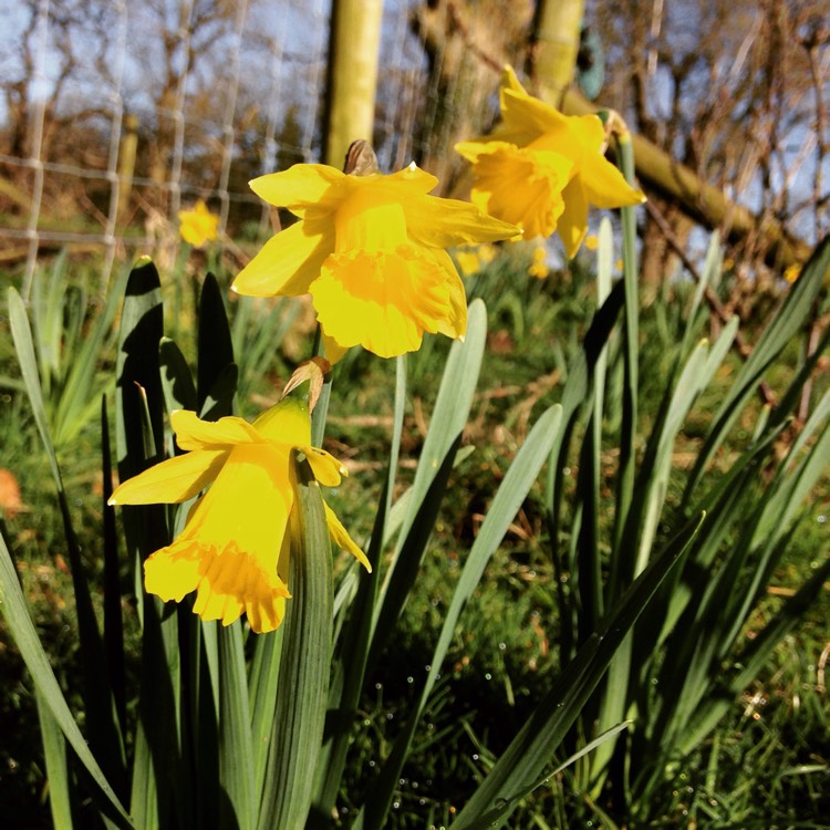 Plant image Narcissus obvallaris
