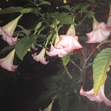 Angel's Trumpet