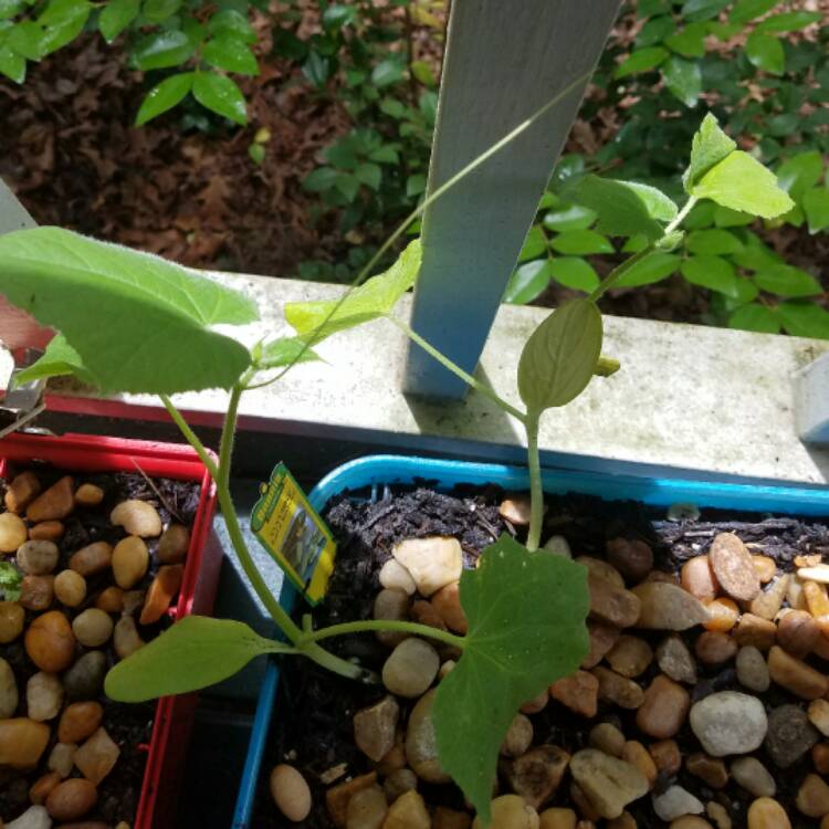 plant image 449603