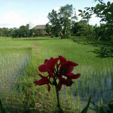 THITAPHA's garden