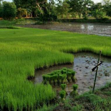 Rice
