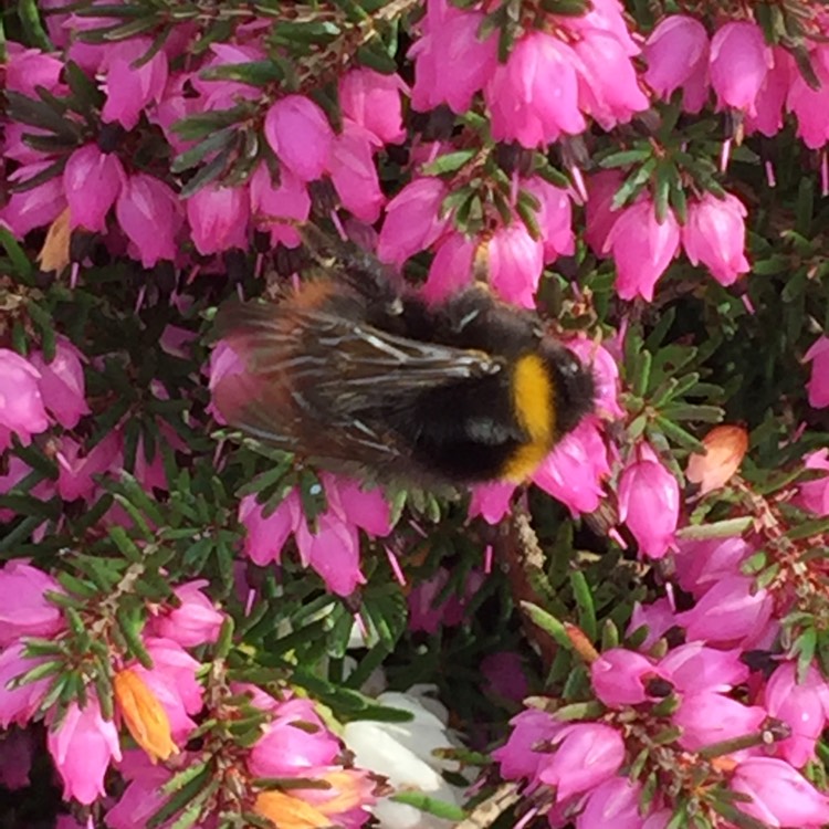 Plant image Erica carnea