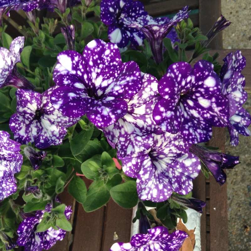 plant image 111141