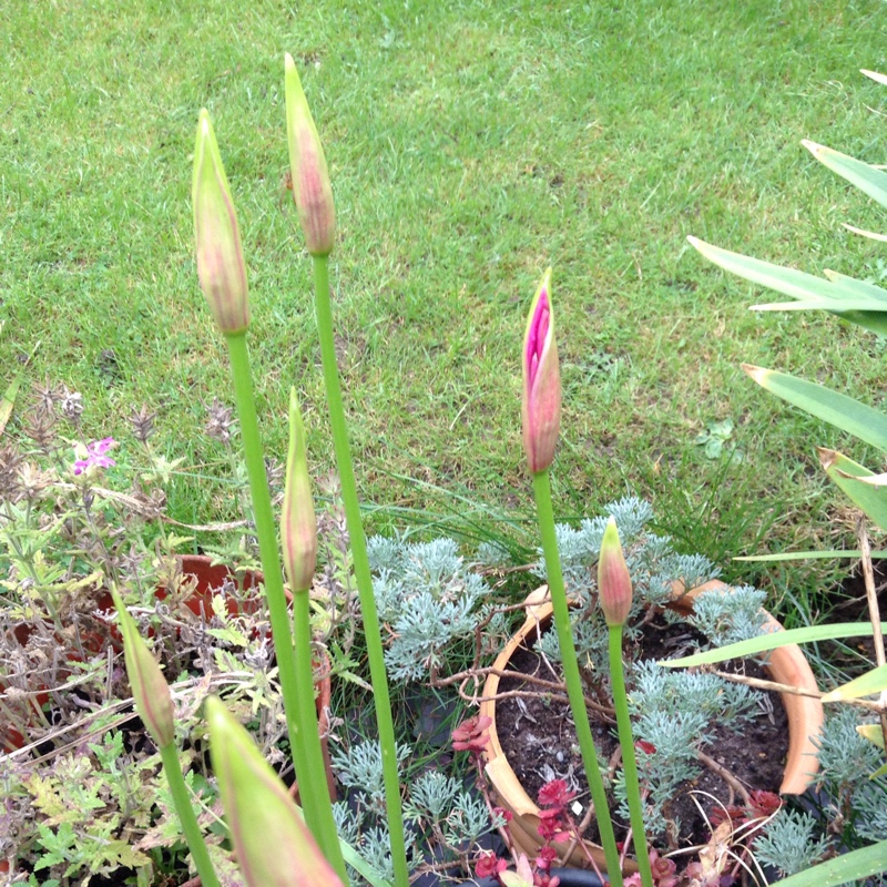 plant image 12742