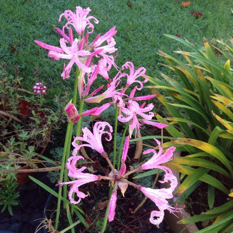 Nerine