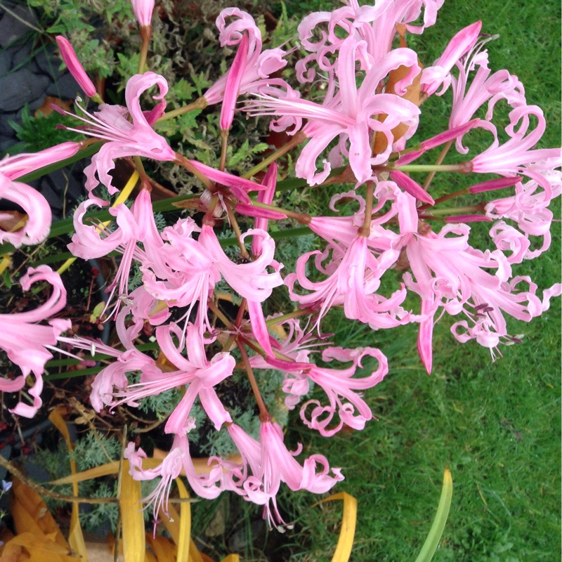 plant image 14377