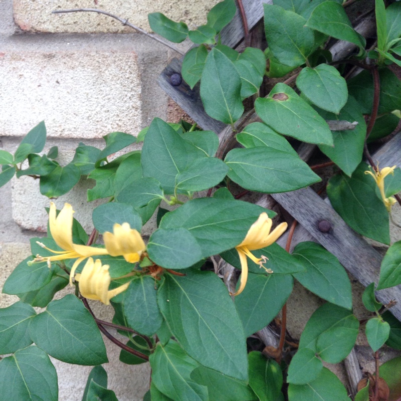 Lonicera