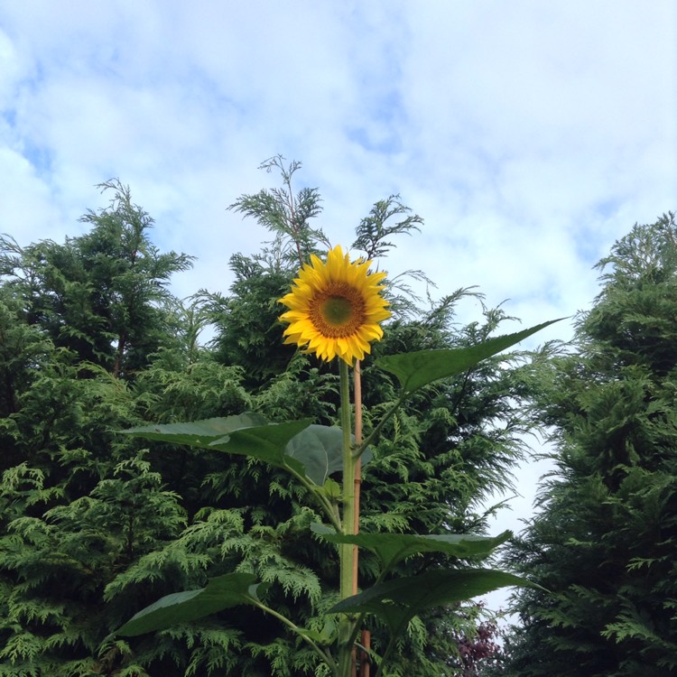 plant image 188346