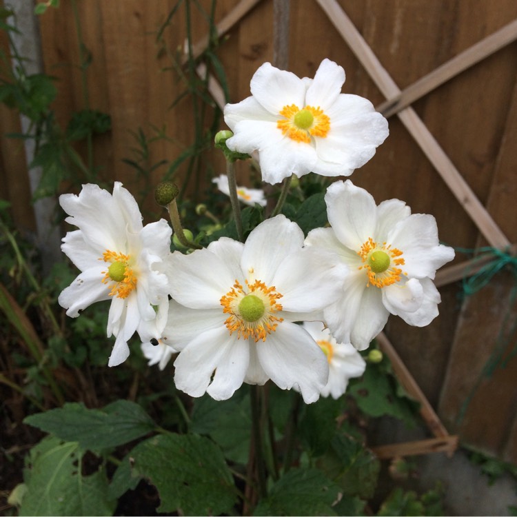 Plant image Anemone Hupehensis var. japonica 'Alba'