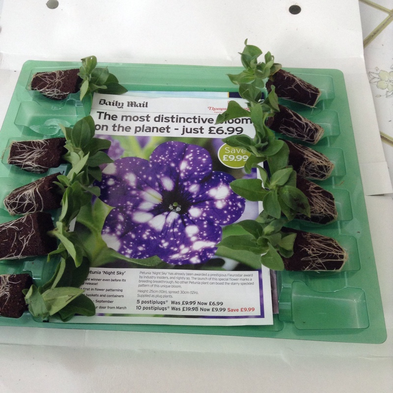 plant image 28417