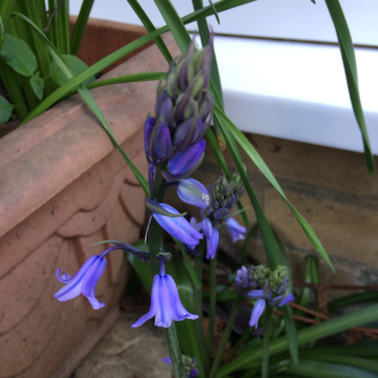 plant image 359342