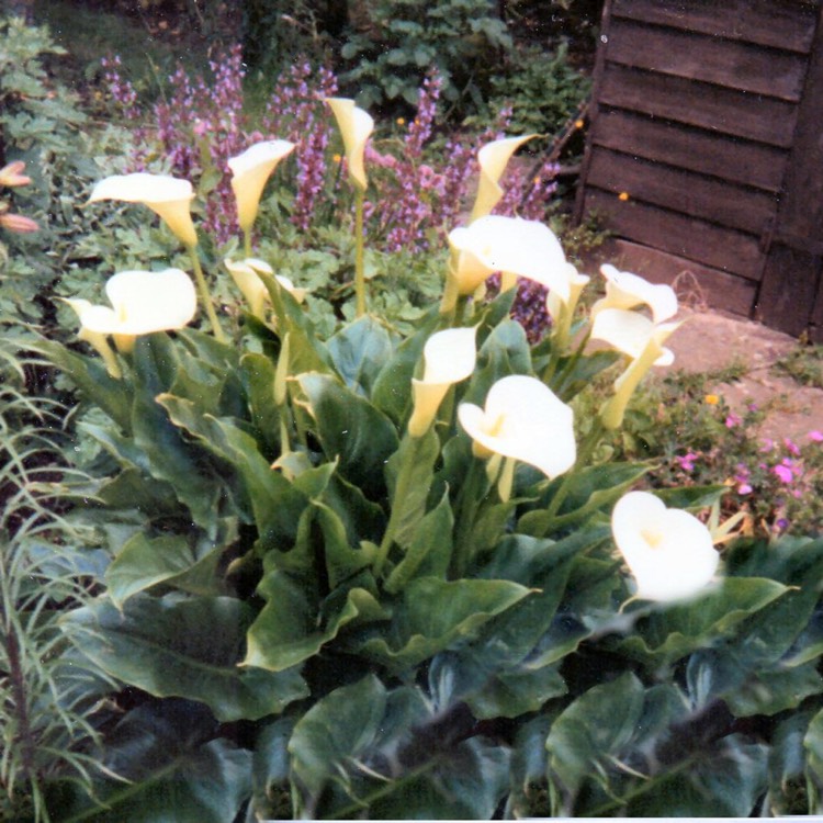 Plant image Zantedeschia aethiopica 'Green Goddess'