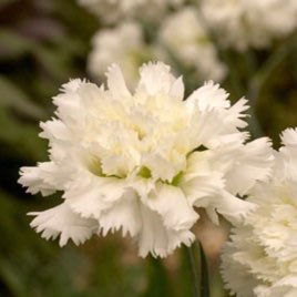 Plant image Dianthus 'Mrs Sinkins'