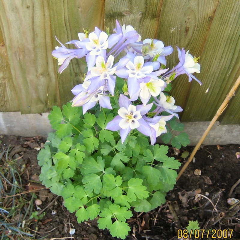 Aquilegia
