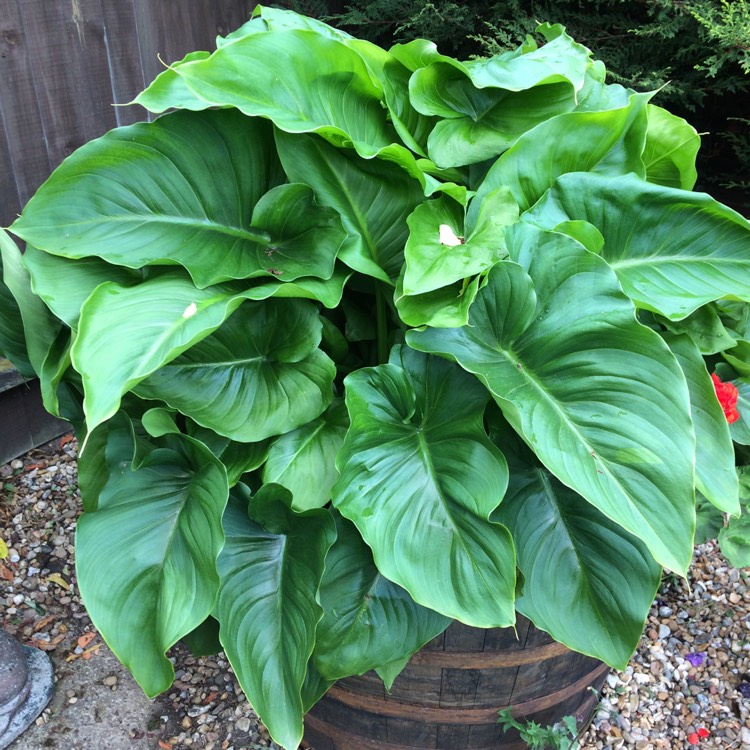 plant image 544877