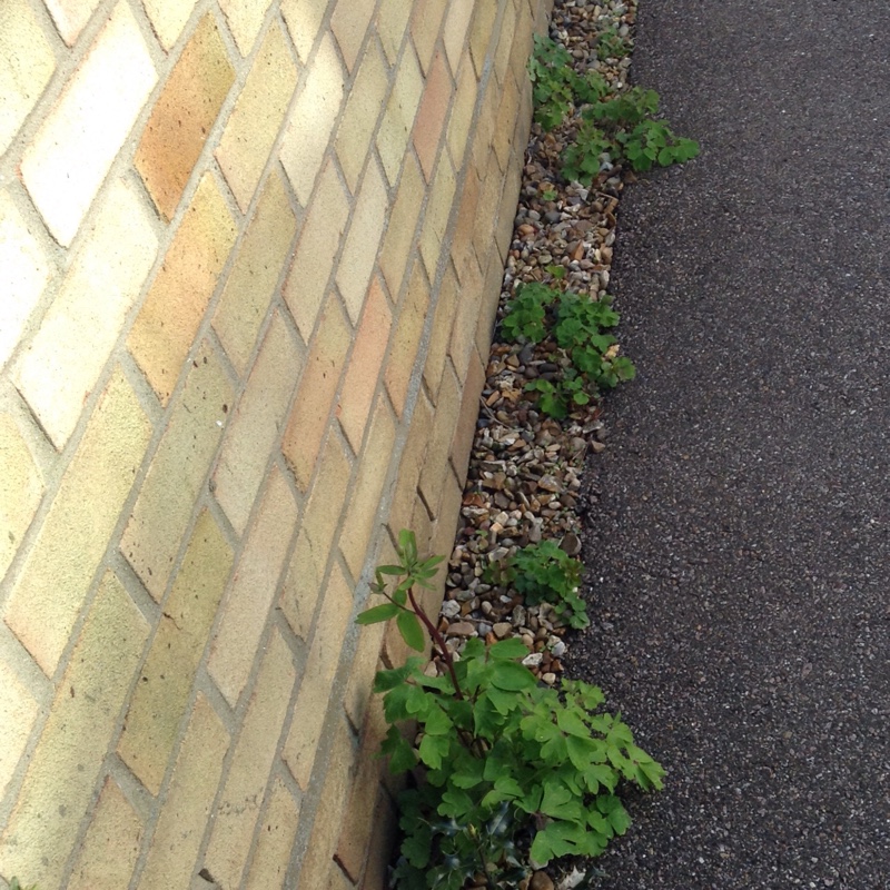 plant image 55259