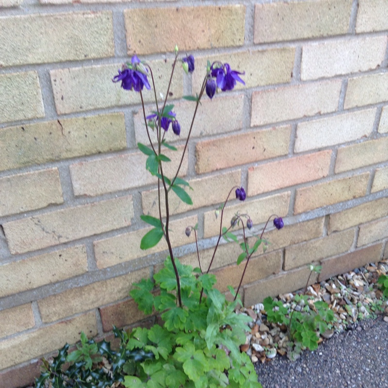 plant image 70575