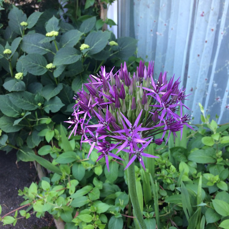 plant image 746587 plant image 746587