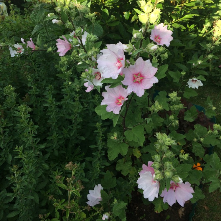 Plant image Lavatera x clementii 'Barnsley Baby'