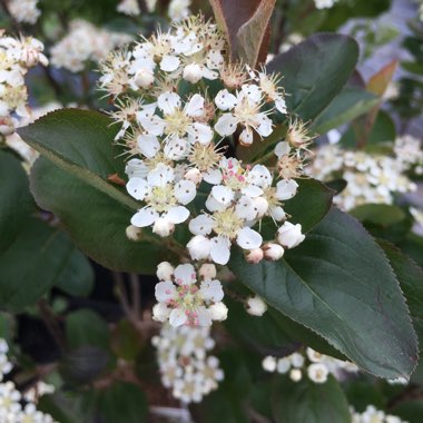 Aronia