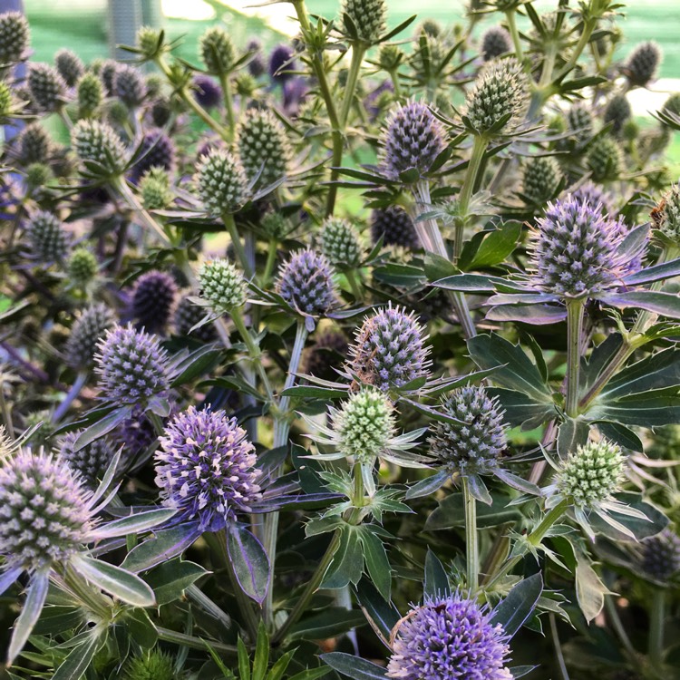 Plant image Eryngium planum 'Blue Hobbit'